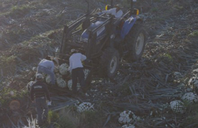 farm field workers and tractor