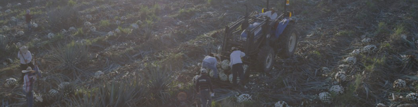 farm field workers and tractor