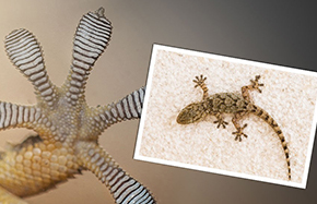gecko