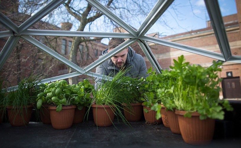 Man and plants in greenhouse