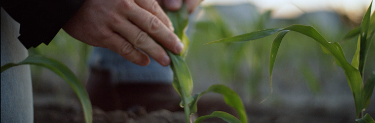 A plant growing