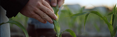 A plant growing