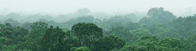 A forest