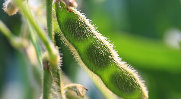 A soybean plant