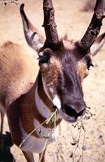 Baby Pronghorn