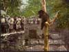 Image of: Bear pit, Lincoln Park Zoo, Chicago, Illinois