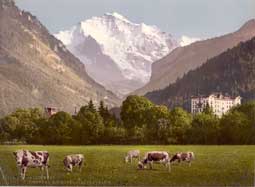 Image of: Interlaken and the Jungfrau, Switzerland (grazing cows in the mountains)