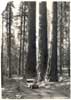 Image of: "The Three Sisters," Trees in Sequoia National Park, California