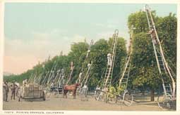 Image of: Men Picking Oranges, California 