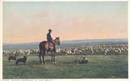 Image of: Man on Horseback and Dogs Herding Sheep in the West