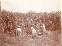 Image of: Women Cutting Sugar Cane in Baton Rouge, Louisiana