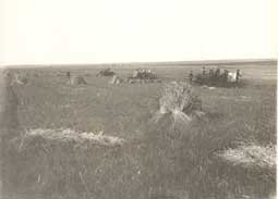 Image of: Harvest Scene on Caldwell Farm Near Brookings, South Dakota