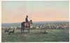 Image of: Man on Horseback and Dogs Herding Sheep in the West