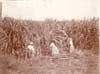 Image of: Women Cutting Sugar Cane in Baton Rouge, Louisiana