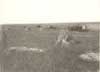 Image of: Harvest Scene on Caldwell Farm Near Brookings, South Dakota