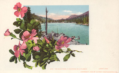 Image of Wild Rose Postcard