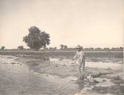 Image of: Man Irrigating Alfalfa Field, California