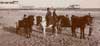 Image of: Boys with pony carts, Atlantic City, New Jersey