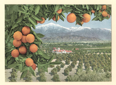 Image of Oranges growing in a California valley