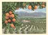 Image of: Postcard, Oranges growing in a California valley